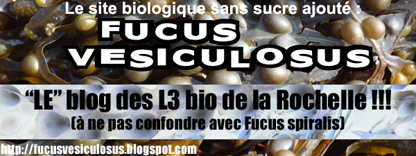 FuCuS VeSiCuLoSuS : le blog de L3 bio La Rochelle